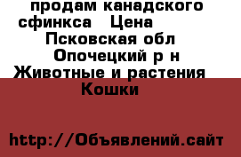 продам канадского сфинкса › Цена ­ 3 000 - Псковская обл., Опочецкий р-н Животные и растения » Кошки   